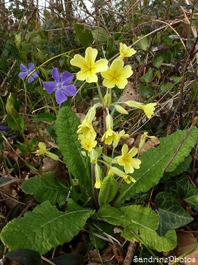 Primevère élevée, primula elatior, Fleurs sauvages du Poitou-Charentes, Bouresse, Wild flowers of France, 5 avril 2013 (2)