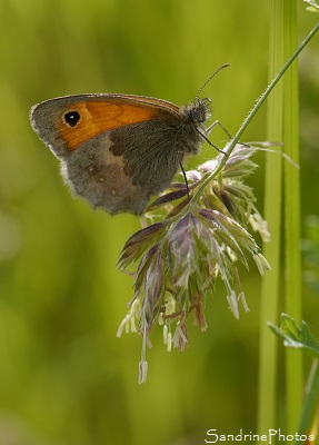 Procris, Fadet commun, papillon des foins, Coenonympha pamphilus, Papillon de jour, jardin, Le Verger, Bouresse, 86, Poitou-Charentes, Biodiversité en région Nouvelle Aquitaine (42)