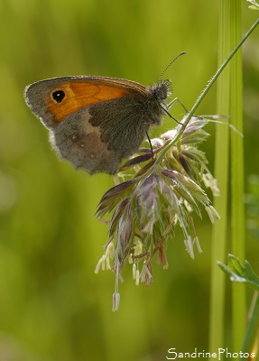 Procris, Fadet commun, papillon des foins, Coenonympha pamphilus, Papillon de jour, jardin, Le Verger, Bouresse, 86, Poitou-Charentes, Biodiversité en région Nouvelle Aquitaine (42)