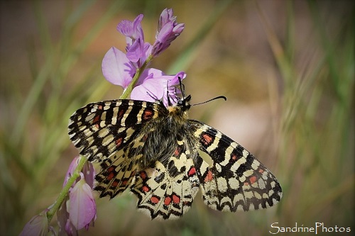 Proserpine, Zerynthia rumina, Thais écarlate, Proserpine d`Honorat, Papilionidae, Papillon de jour, Molitg les bains, Pyrénées orientales (29)