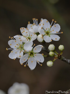 Prunellier commun, Prunus spinosa, Arbre de La Planchette, Queaux (7)