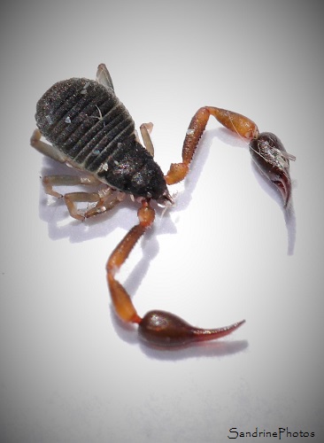 Pseudoscorpion, Arachnides, Saint Martial, Gard, 30, Cévennes (16)