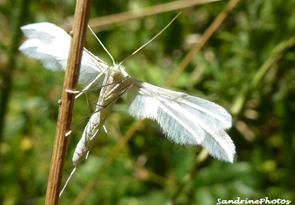 Ptérophore blanc, White Pterophore, Pterophorus pentadactyla, Petit ange de nuit, papillon de nuit, White plume moth, 31 juillet 2012 Bouresse Poitou-Charentes