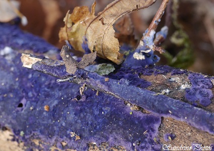Pulcherricium caeruleum Champignon bleu à violet sur bois mort, Blue mushrooms on dead leaves, Bouresse, Poitou-Charentes, France, Novembre 2014 (27) - Copie