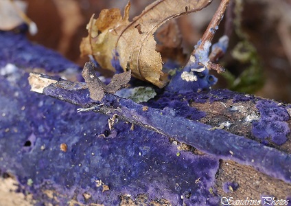 Pulcherricium caeruleum Champignon bleu à violet sur bois mort, Blue mushrooms on dead leaves, Bouresse, Poitou-Charentes, France, Novembre 2014 (27) - Copie