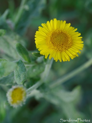 Pulicaire dysentérique, Pulicaria dysenterica, Fleurs sauvages jaunes des Marais de Brière, Rozé, Loire-Atlantique (87)