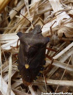 Punaise à pattes rousses, Pentatoma rufipes, Pentatomidae, Forest bug with orange legs and a yellow spot at the tip of the scutellum, Bouresse, Poitou-Charentes, France