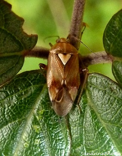 Punaise des prés, Lygus pratensis, Miridae, Insectes hémiptères - Common meadow bug- Insects hemiptera-Chemin de l`écorcherie-Bouresse Poitou-Charentes