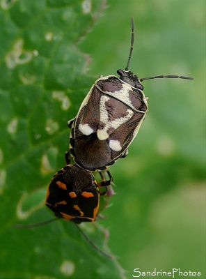 Punaise du chou, Eurydema oleraceum, Pentatomidae, Insectes, Le Verger, Bouresse 86, Biodiversité du Sud-Vienne(12)