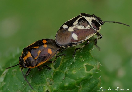 Punaise du chou, Eurydema oleraceum, Pentatomidae, Insectes, Le Verger, Bouresse 86 Biodiversité du Sud-Vienne (14)