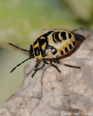 Punaise du chou juvénile, Eurydema oleraceum - Pentatomidae, Jardin, le Verger, Bouresse (8)