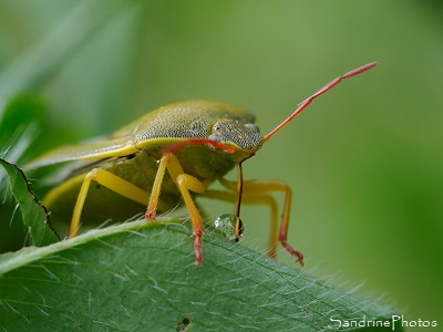 Punaise juvénile en train de boire une goutte d`eau, Pattes rouges et jaunes, Insectes, Jardin, le Verger, Refuge LPO, Bouresse 86, Sud-Vienne (14)