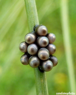 Punaise nébuleuse Rhaphigaster Nebulosa en train de pondre ponte et oeufs sur épine de sapin insectes du Poitou-Charentes Bouresse (2)