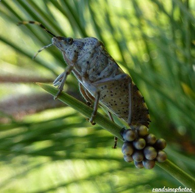 Punaise nébuleuse Rhaphigaster Nebulosa en train de pondre ponte et oeufs sur épine de sapin insectes du Poitou-Charentes Bouresse (4)