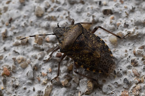 Punaise nébuleuse, Rhaphigaster nebulosa, Punaises, Insectes, L`Huilerie, Queaux (16)