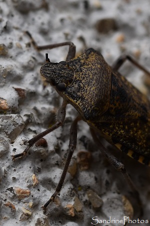 Punaise nébuleuse, Rhaphigaster nebulosa, Punaises, insectes, L`Huilerie, Queaux (23)