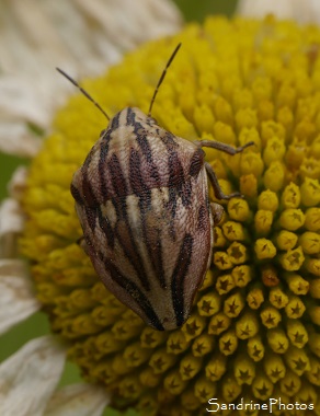 Punaise nez de rat, Aelia acuminata, Pentatomidae, Punaises longs motifs crème et marron, jardin, Le Verger, Bouresse 86 (10)