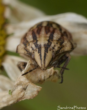 Punaise nez de rat, Aelia acuminata, Pentatomidae, Punaises longs motifs crème et marron, jardin, Le Verger, Bouresse 86 (9)