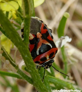 Punaise ornée, Eurydema ornatum, Punaise rouge et noire, Pentatomidae, Bouresse, Poitou-Charentes Sandrinephotos