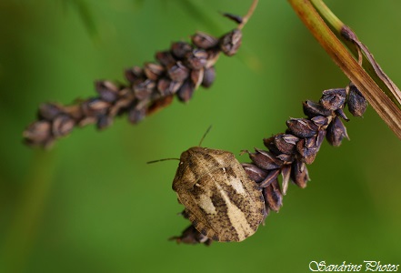 Punaise tortue, Punaise des céréales, Eurygaster testudinaria, Hémiptère, Punaise grisâtre, Bouresse, Poitou-Charentes (1)