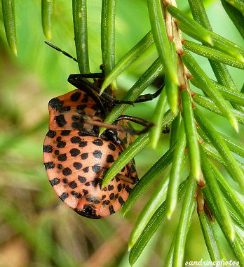 punaise rayée rouge et noir Pentatome rayé Graphosoma italicum (4)