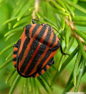 punaise rayée rouge et noir Pentatome rayé Graphosoma italicum