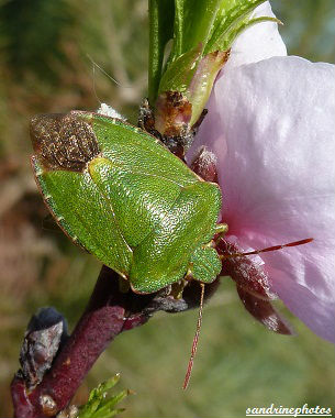 punaise verte pralomena prasina (6)