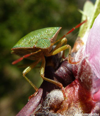 punaise verte pralomena prasina 