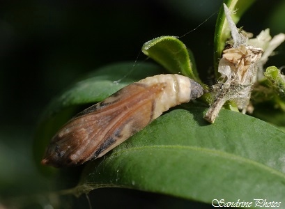 Pyrale du buis, Chrysalide, Moths and butterflies, Poitou-Charentes 86 (13)