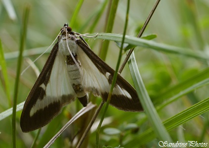 Pyrale du buis, Cydalima perspectalis, Papillons de nuit, Moths and butterflies, Prairies humides, Persac, Poitou-Charentes (30)