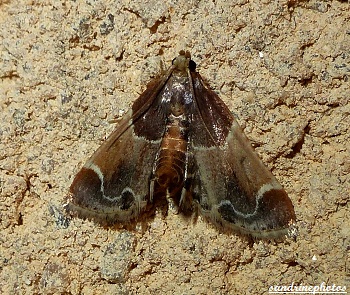 Pyralis Farinalis Pyrale de la farine Pyralinae Bouresse Poitou-Charentes (1)