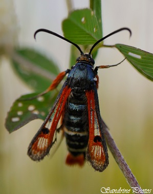 Pyropteron chrysidiformis - La Sésie de l`Oseille, lépidoptères, papillon, Moths and Butterflies, insectes, papillons du Poitou-Charentes (6)