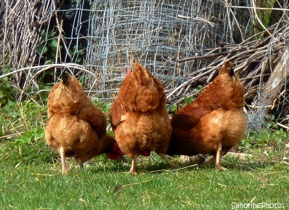 Quand trois poules vont au champ...Animaux de la ferme, Bassecour, Three red hens in a field, Animals of the farm, Bouresse, Poitou-Charentes