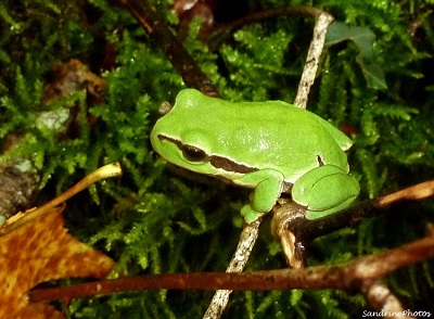 Rainette arboricole verte-Hyla arborea, Anoures, Bouresse, Poitou-Charentes Sandrinephotos 86