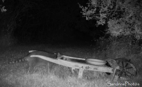 Raton laveur au Verger, 18 juin 2024, Bouresse, Sud Vienne 86