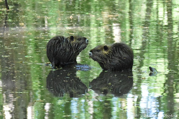 Rats musqués, Ondatra, Ondatra zibethicus, Faune sauvage, Balade route de la Taupelle, entre Bouresse et Queaux 86(164).jpg