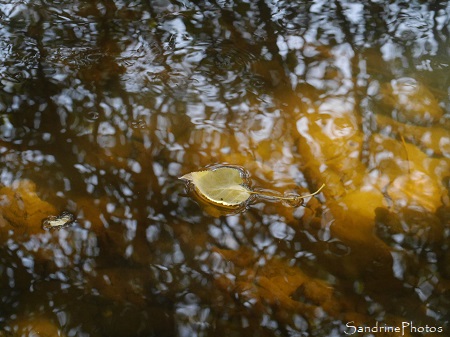 Reflets dans l`eau, Feuille de peuplier, La Planchette, Queaux (3)