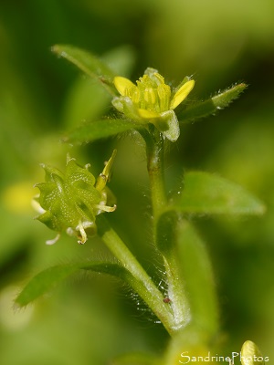 Renoncule à petites fleurs