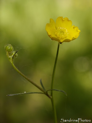 Renoncule âcre, Ranunculus acris, La Planchette, Queaux, 14 avril 2020