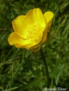 Renoncule rampante, Ranunculus repens, Renoncule sauvage de printemps, fleurs jaunes des bords de route, Yellow Spring wild flower, Bouresse, Poitou-Charentes (1)