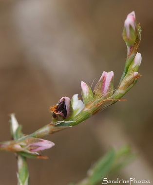 Renouée des oiseaux, Polygonum aviculare, Fleurs sauvages blanches au coeur vert, Jardin, Bouresse 86, Le Verger, Biodiversité en Région Nouvelle-Aquitaine (2)