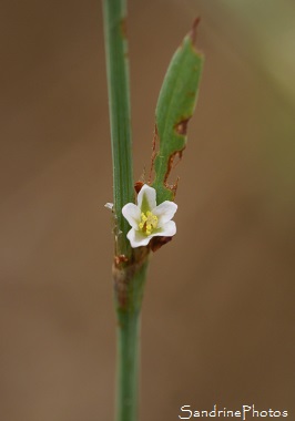 Renouée des oiseaux, Polygonum aviculare, Fleurs sauvages blanches au coeur vert, Jardin, Bouresse 86, Le Verger, Biodiversité en Région Nouvelle-Aquitaine (41) (2)