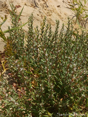 Renouée maritime, Polygonum maritimum, Plage de Logui, Pénestin, Loire-Atlantique, Bretagne