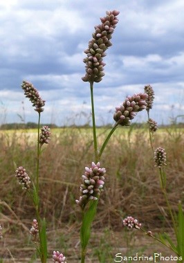 Renouée persicaire, Polygonum persicaria, Fleurs sauvages roses et blanches, Bouresse, Biodiversité en Région Nouvelle-Aquitaine (28)