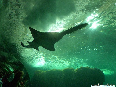 Requin scie Océanopolis de Brest Juillet 2012 (70)