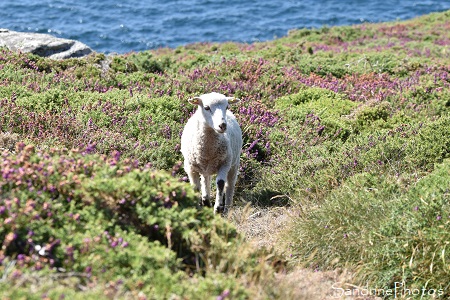 Réserve du Cap Sizun, Mouton des landes de Bretagne, Goulien, Finistère, Bretagne (192)
