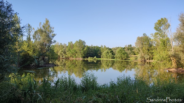 Réserve naturelle de Cambounet sur le Sor, Gravière, Sortie LPO, Tarn (50)