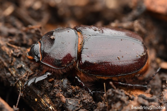 Rhinocéros femelle, Le scarabée rhinocéros européen, Oryctes nasicornis, coléoptères, dans broyat de Queaux (60).jpg