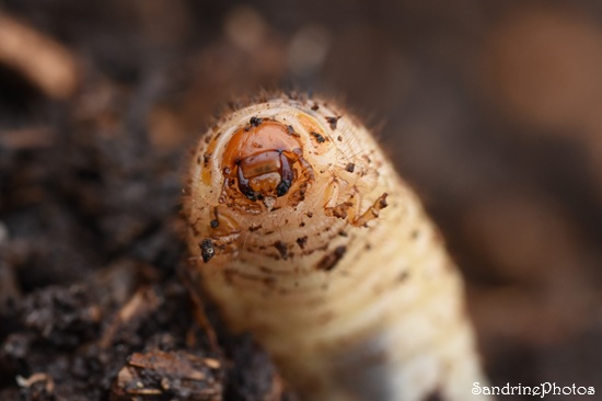 Rhinocéros larve, Le scarabée rhinocéros européen, Oryctes nasicornis, coléoptères, dans broyat de Queaux (65).jpg