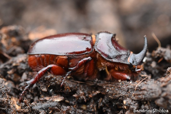Rhinocéros mâle, Le scarabée rhinocéros européen, Oryctes nasicornis, coléoptères, dans broyat de Queaux (63).jpg
